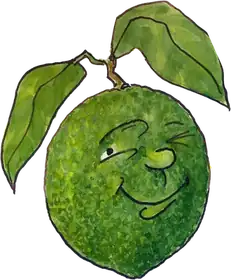 Humberto Lime, an original Pauli Broccoli character