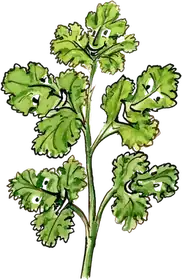 Jose Cilantro, an original Pauli Broccoli character